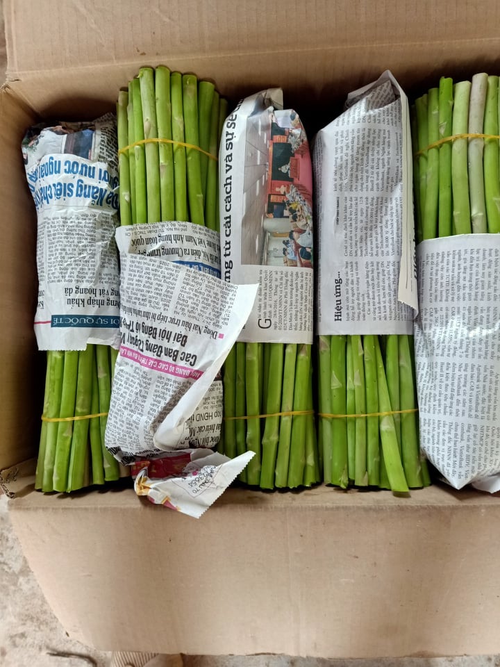 Măng Tây Tươi Thượng Hạng đổ buôn sỉ LH 0934449922