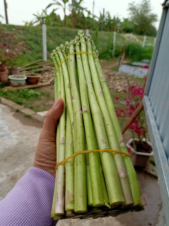 Măng Tây Tươi Thượng Hạng đổ buôn sỉ LH 0934449922