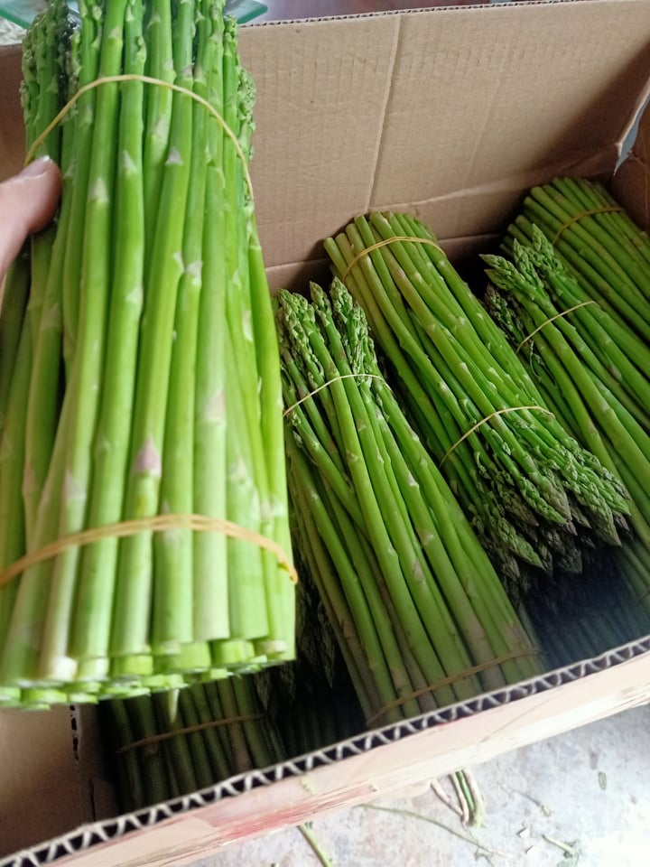 Măng Tây Tươi Thượng Hạng đổ buôn sỉ LH 0934449922