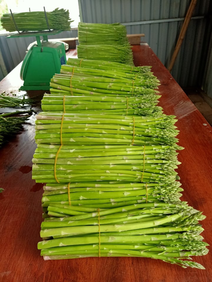 Măng Tây Tươi Thượng Hạng đổ buôn sỉ LH 0934449922