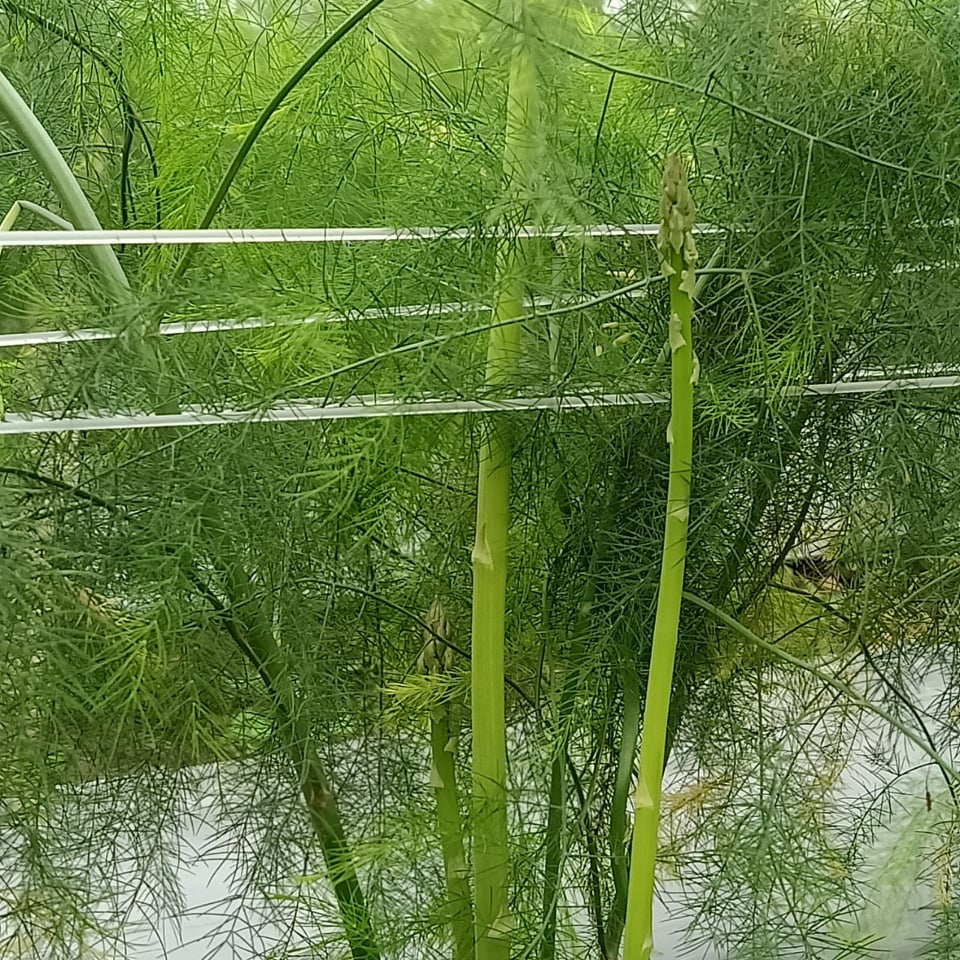 Măng Tây Tươi Thượng Hạng đổ buôn sỉ LH 0934449922