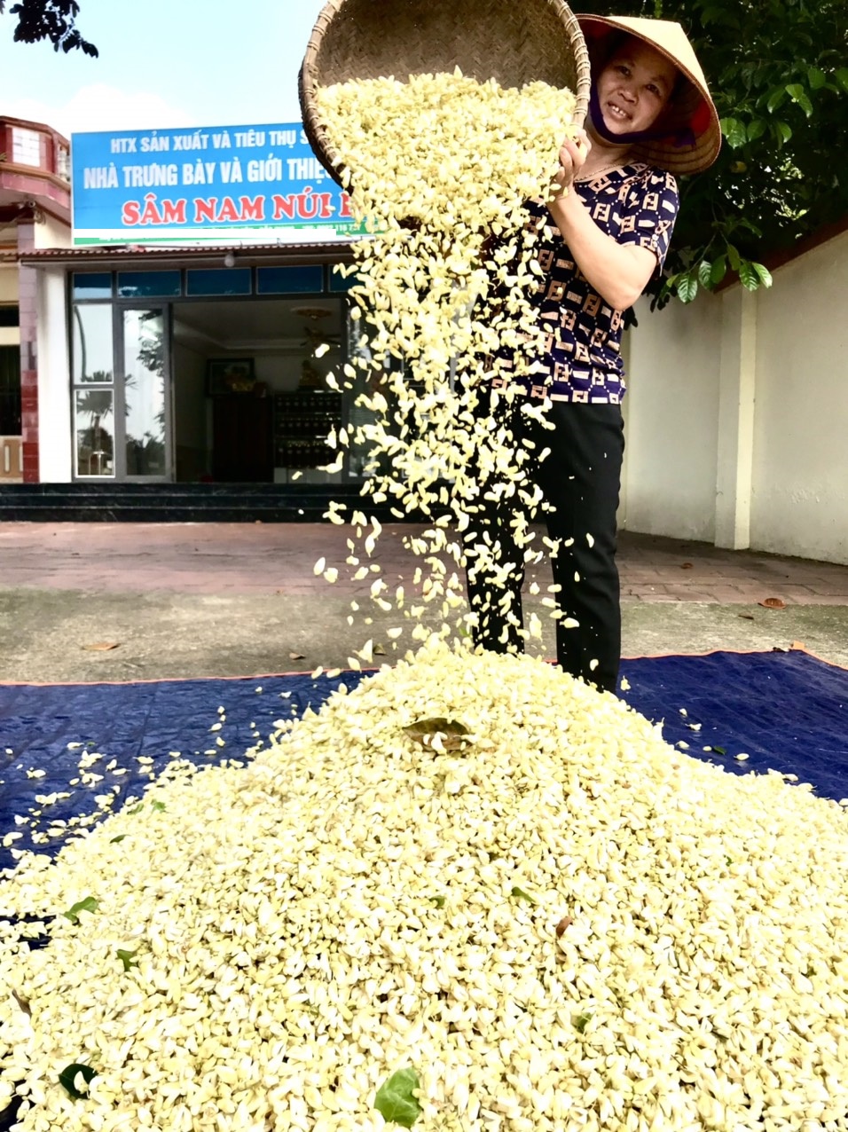 Hoa sâm núi rành sạch cao cấp