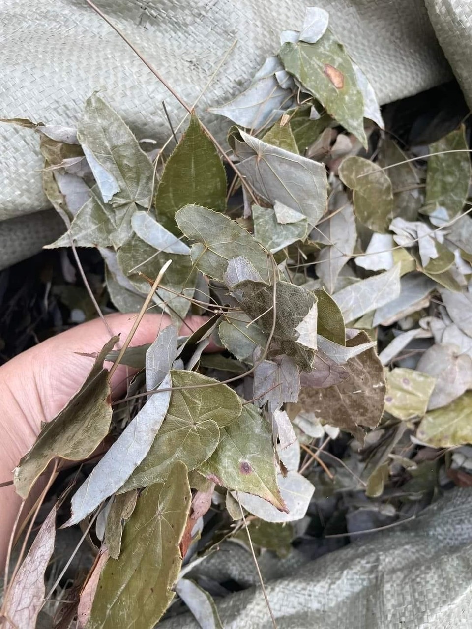 Dâm dương hoắc khô sạch
