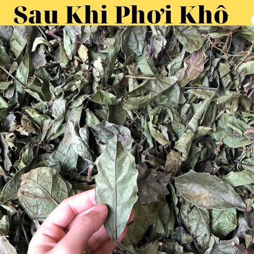 Lá xạ đen sạch đảm bảo an toàn thực phẩm